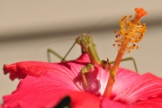 Praying Mantis