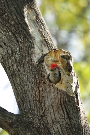 Red-bellied Woodpecker