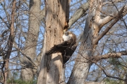 Red-tailed Hawk-1