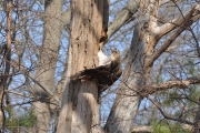 Red-tailed Hawk