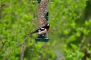 Rose-breasted Grosbeak