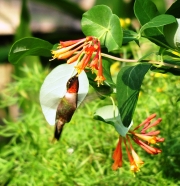 Ruby-Throated Hummingbird