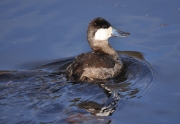 Ruddy Duck