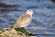 Shorebird