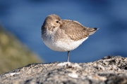 Sleeping Shorebird