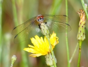 Smiling Dragonfly