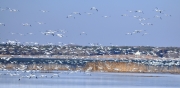 Snow Geese