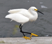 Snowy Egret-1