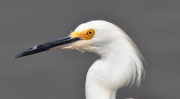 Snowy Egret