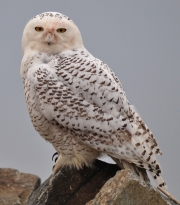 Snowy Owl