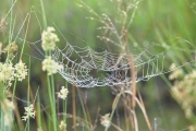 Spider Web