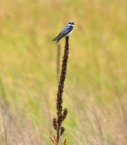 Tree Swallow