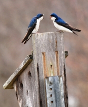 Tree Swallows