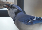 Blue Jay