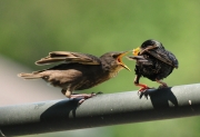 European Starling