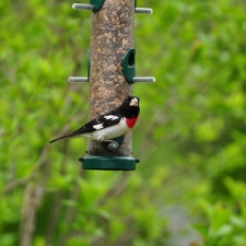 Rose-breasted Grosbeak