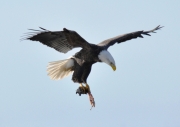 Bald Eagle-1