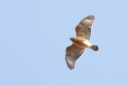 Red-shouldered Hawk