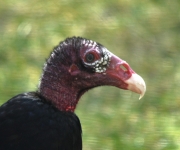 Turkey Vulture