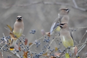 Cedar Waxwings