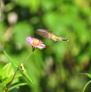 Ruby-throated Hummingbird-1