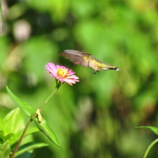 Ruby-throated Hummingbird-1