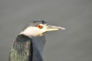 Black-crowned Night Heron-1