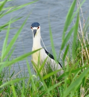 Black-crowned Night Heron-2