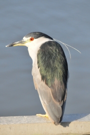 Black-crowned Night Heron-4