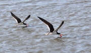 Black Skimmers