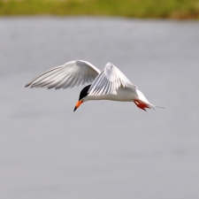 Forsters Tern-2