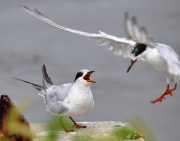 Forsters Tern