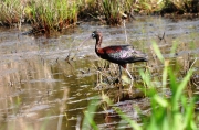 Glossy Ibis