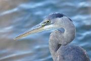 Great Blue Heron-2