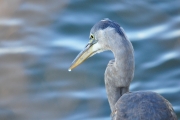 Great Blue Heron-3