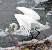 Great Egret-2