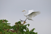 Great Egret