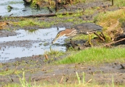 Green Heron