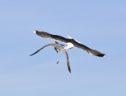 Gull Dogfight