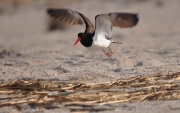 Oyster Catcher