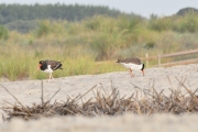 Oyster Catchers