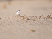 Piping Plover-1