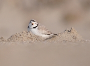 Piping Plover