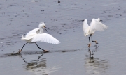 Snowy Egrets