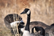 Canada Goose-1