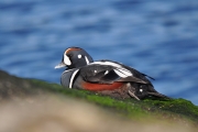 Harlequin Duck-1