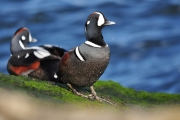 Harlequin Duck-2