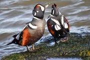 Harlequin Duck