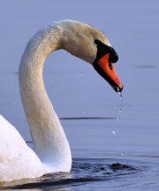 Mute Swan-2