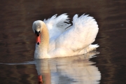 Mute Swan